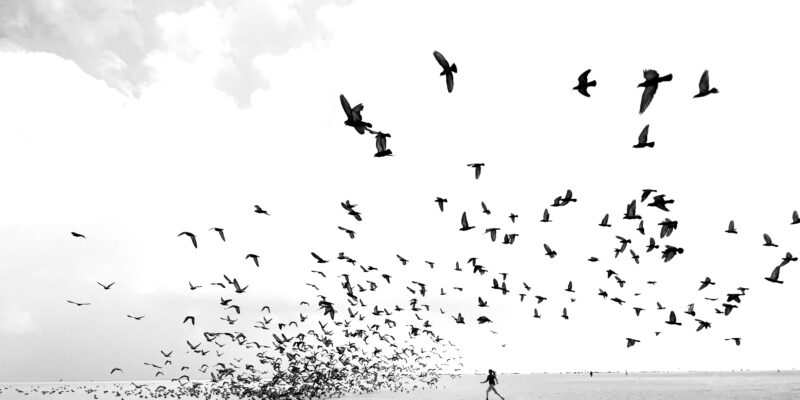 1Dimpy Bhalotia- dimpy.bhalotia-We Run, You Fly